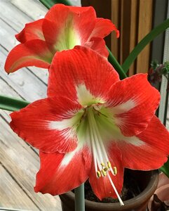 Blossom bloom plant