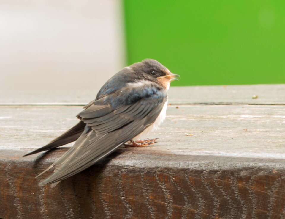 Bird nature animal