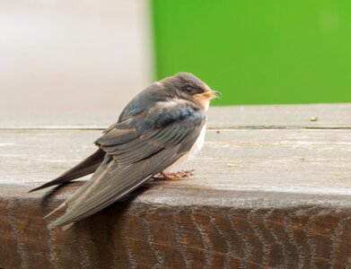 Bird nature animal
