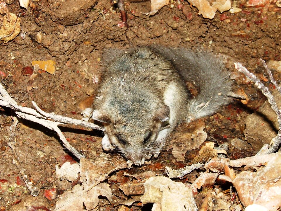 Forest dormouse animal forest