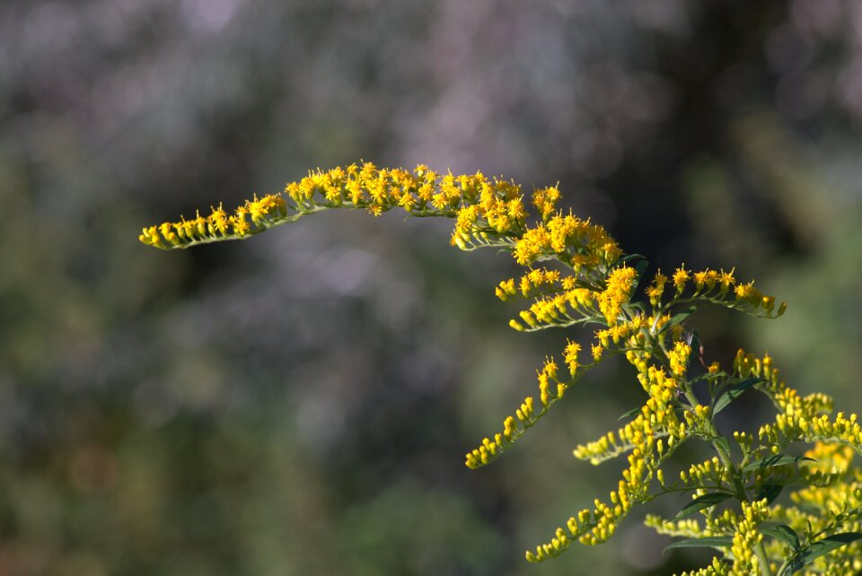 Shrubs colorful discount flower