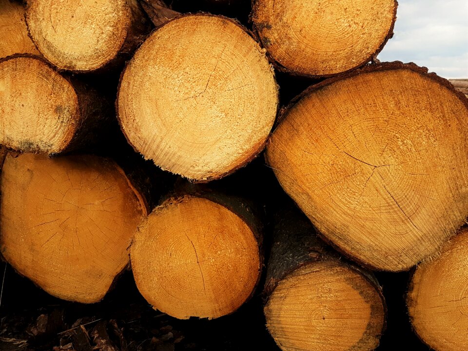 Tree strains spruce