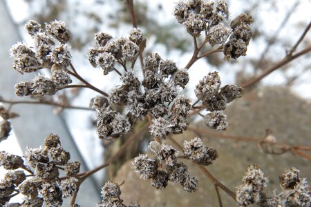 Frost norrbotten winter