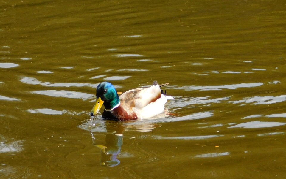 Duck water nature photo