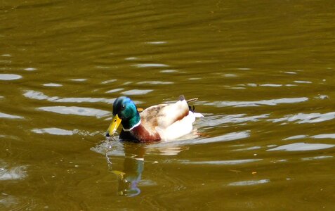 Duck water nature