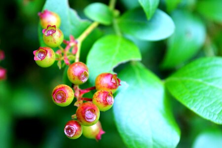 Fruit green new growth