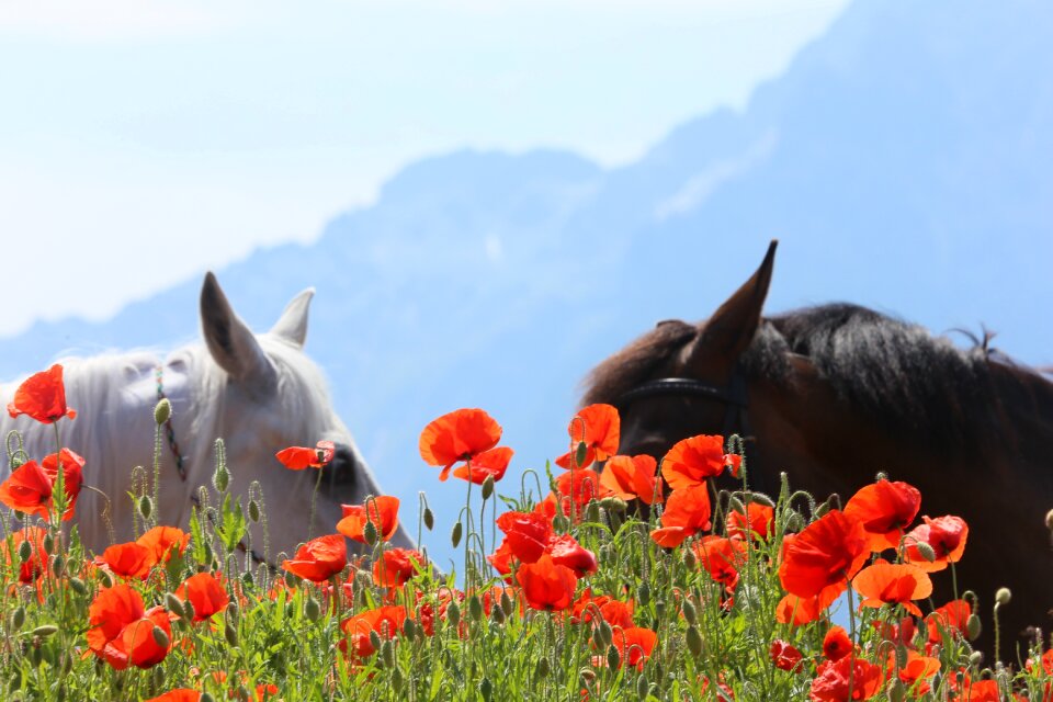 Poppy austria unterberg