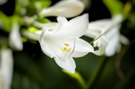 Plant garden summer flowers photo