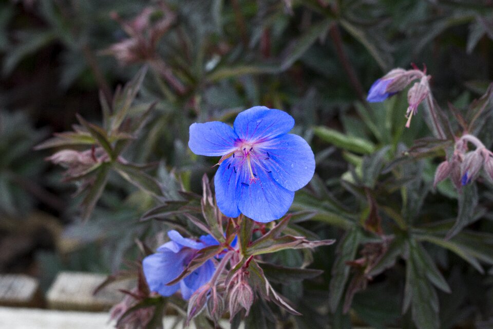 England wildflower flora
