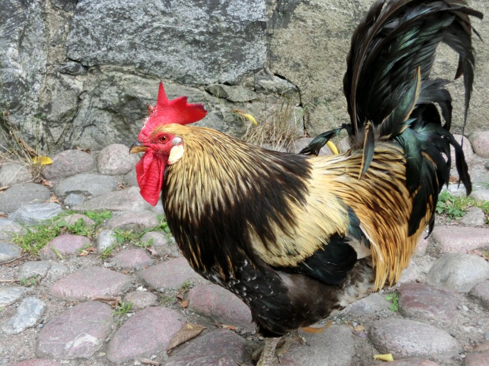 Chicken coop animals beak