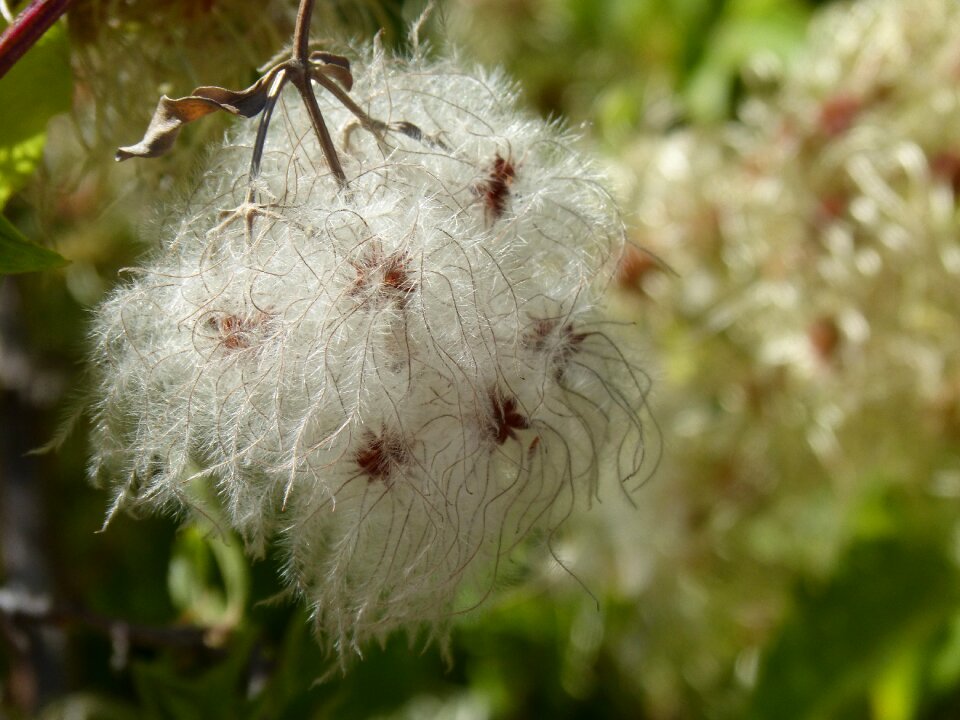 Flower duster seeds