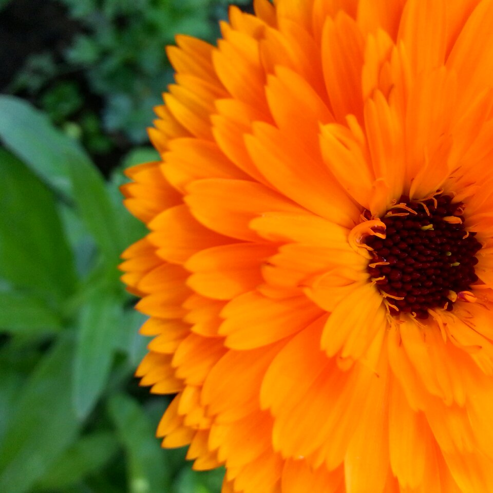 Dacha summer flowers nature