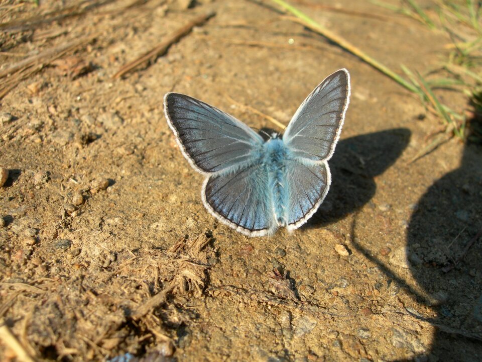 Butterfly blue Free photos