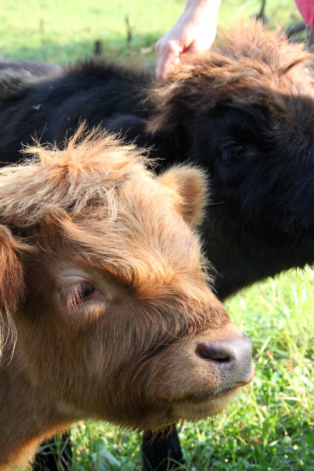 Homestead pasture bovine