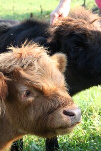 Homestead pasture bovine