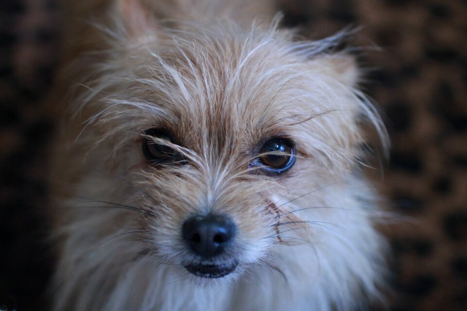 Cairn terrier house dog