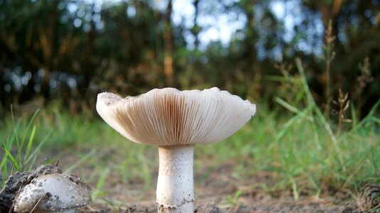 Agaric mushrooms tracks