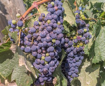 Vineyard harvest cultivation