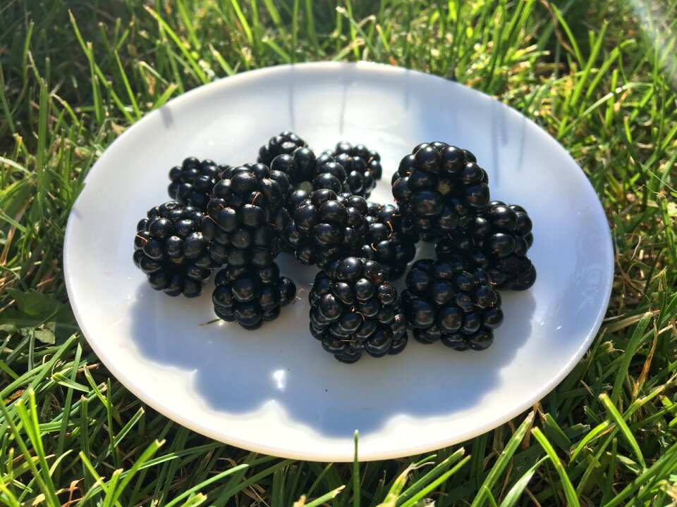 Green fruit harvest