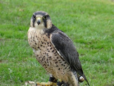 Bird helmsley