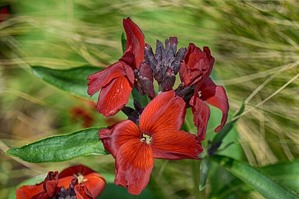 Petal botany flowering
