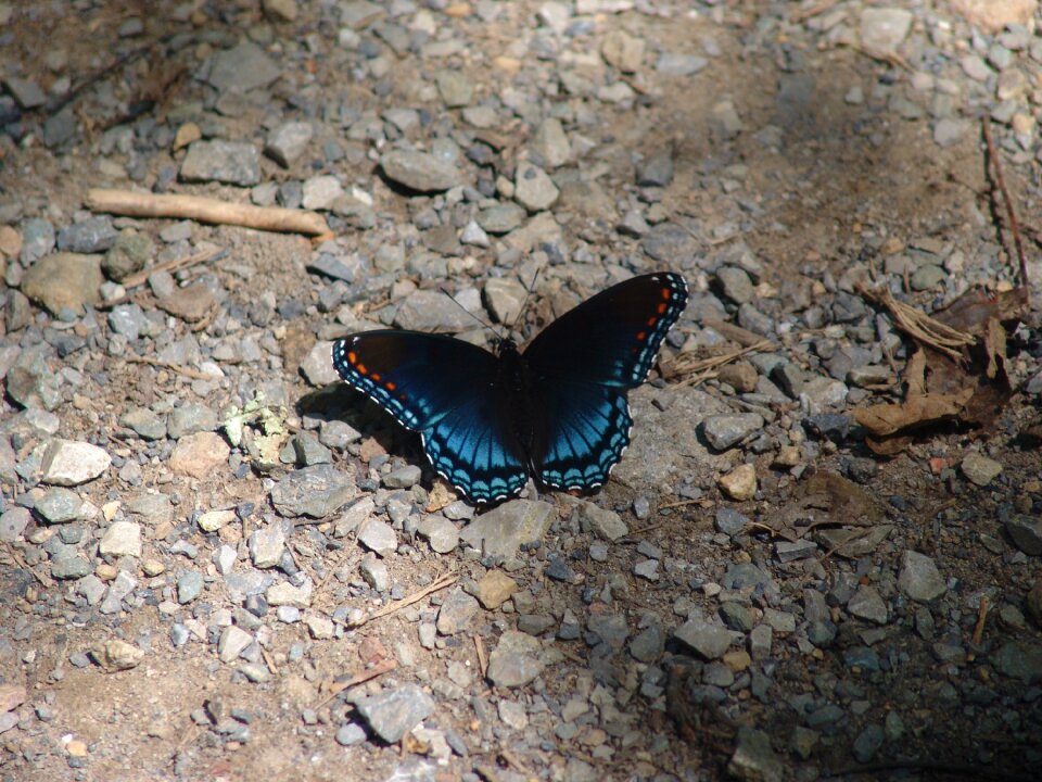 Insect wing