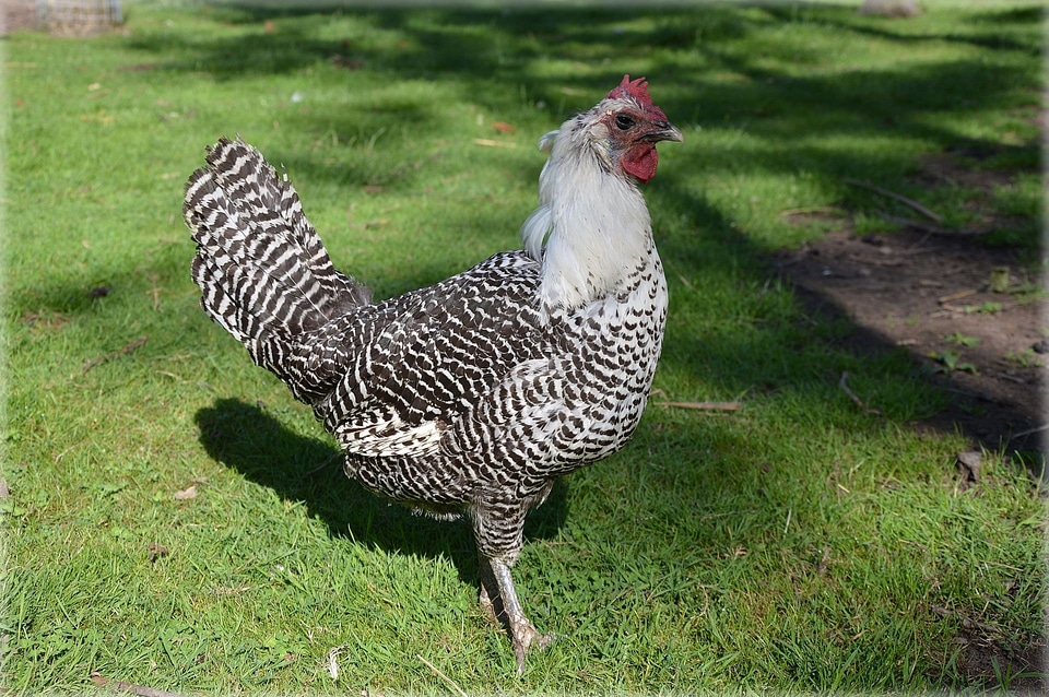 Poultry farm domestic