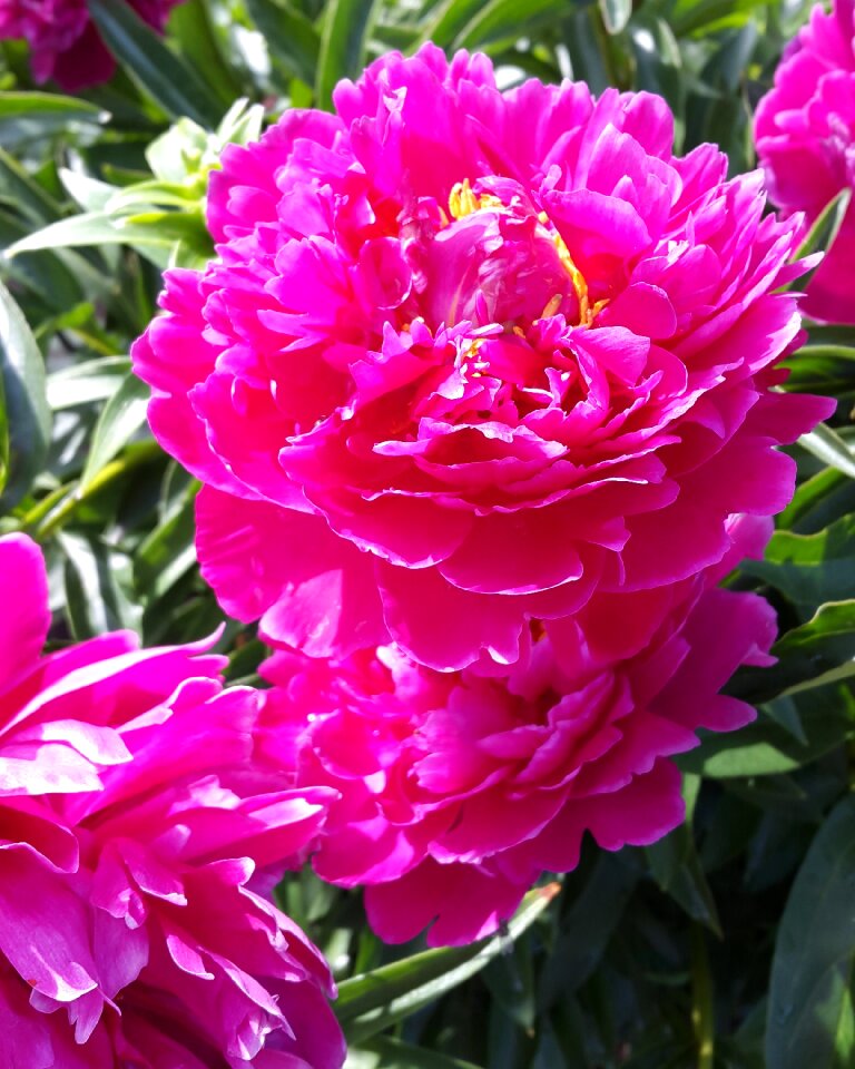 Summer flower garden