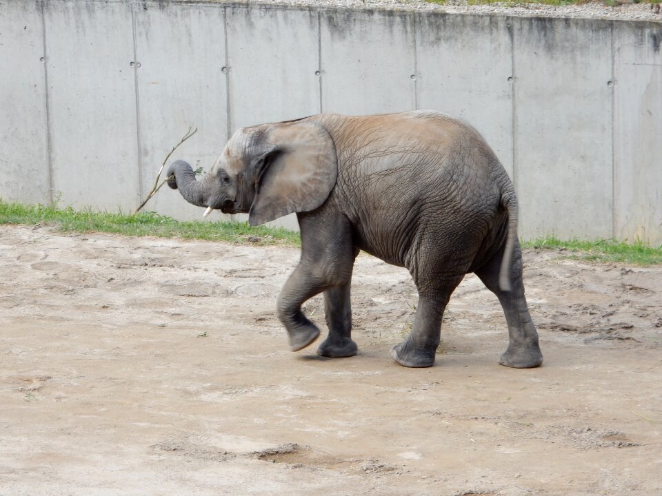 Young elephant proboscis pachyderm