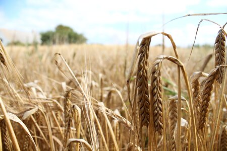 Summer scenic agriculture