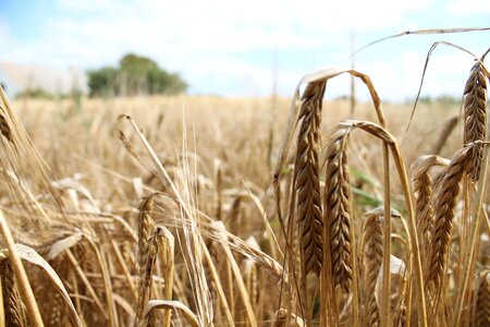 Summer scenic agriculture photo