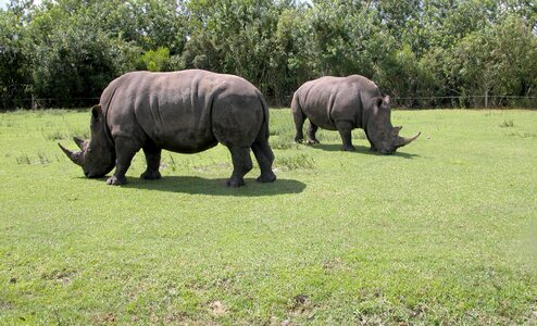 Safari africa rhinoceros photo
