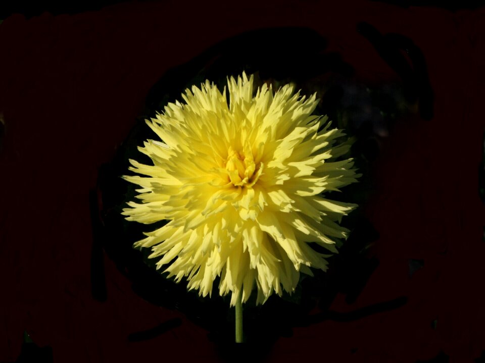Cactus form lacerated petals on black