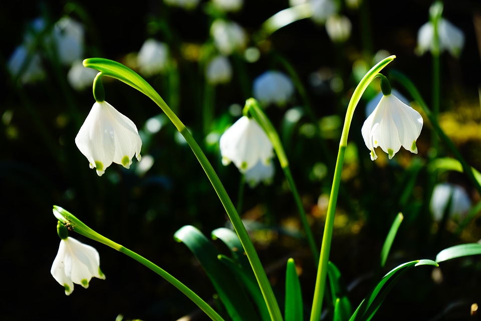 Bloom white forest