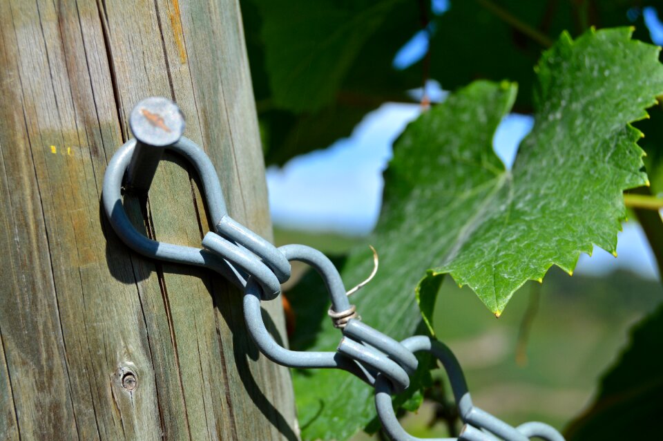 Close up vine vineyard