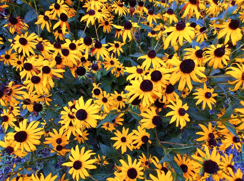 Plants rudbeckia hirta