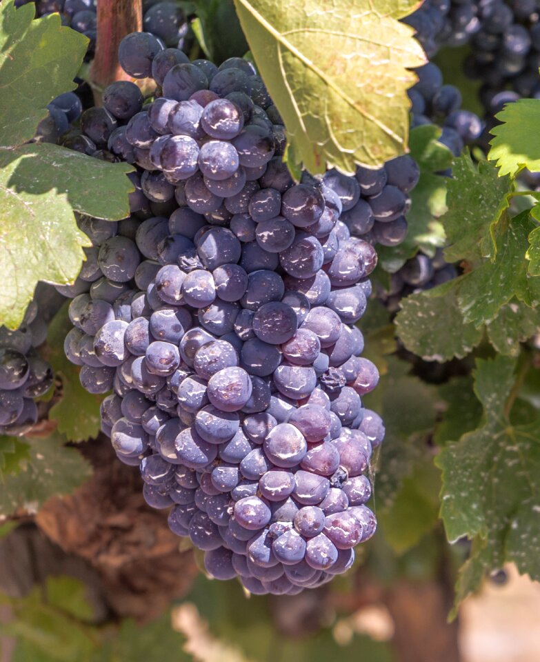 Vineyard harvest cultivation