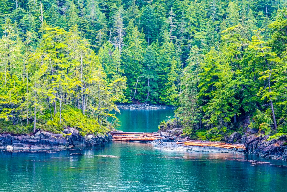 Nature landscape tree