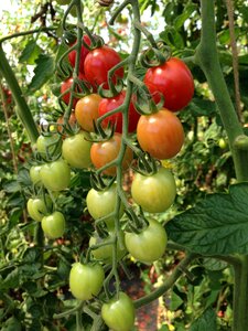 Garden plant