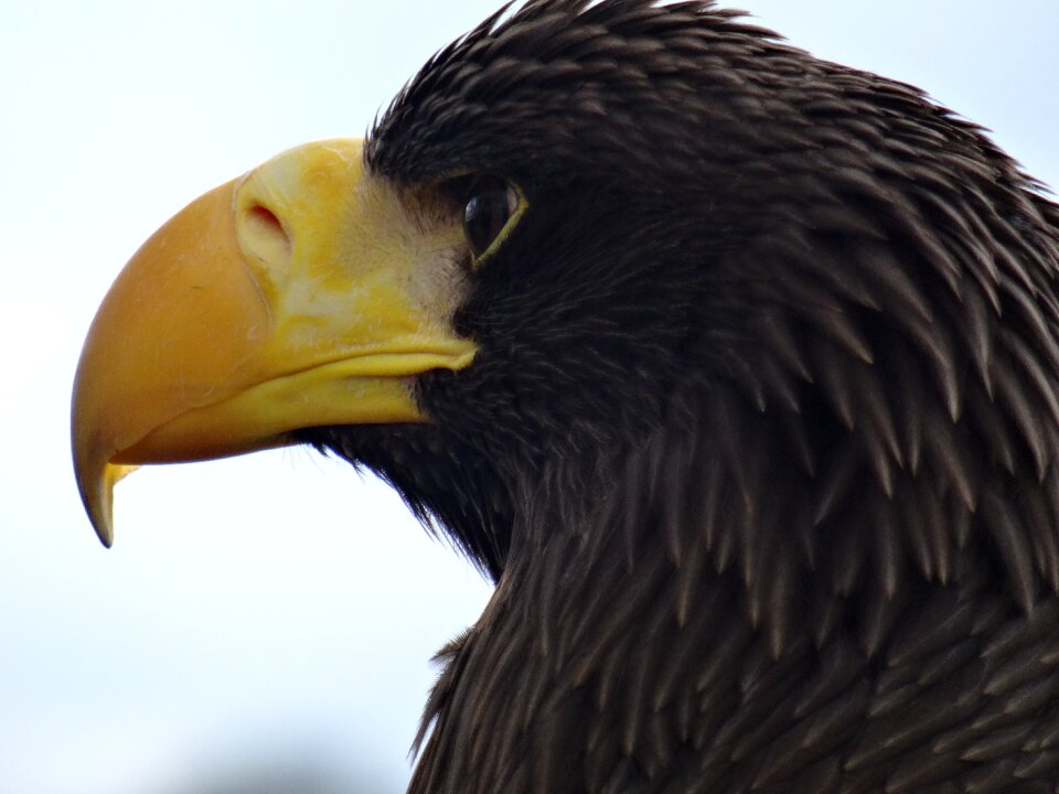 Animal helmsley