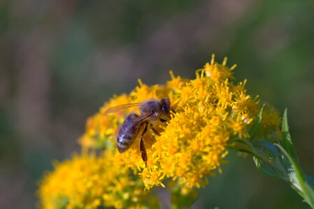 Pollinates macro pollen