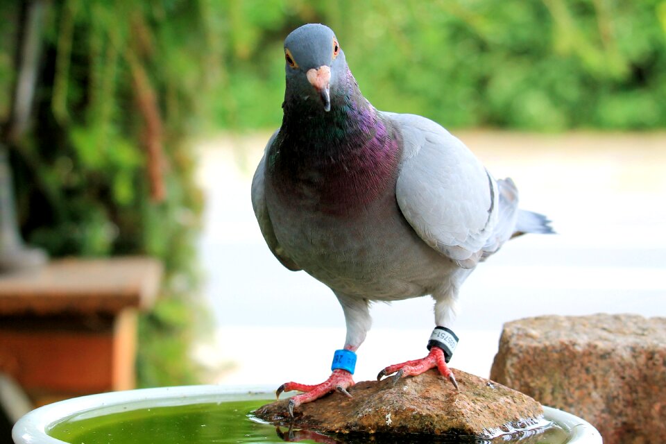 Animal feather bird bath