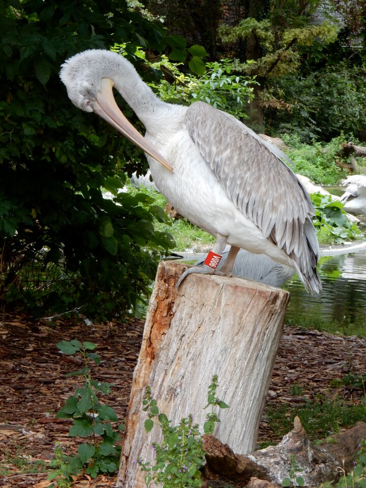 Zoo waterfowl bill