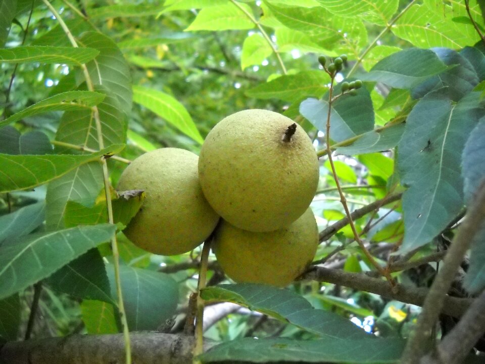 Tree leaves
