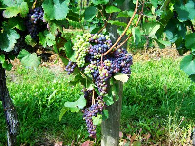 Grape fruit cluster crop
