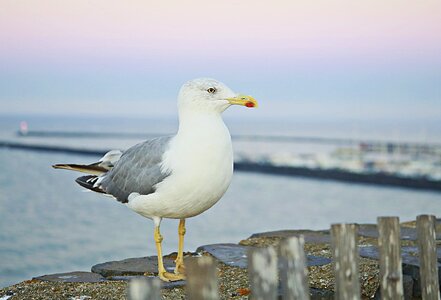Sea ​​bird sky nature