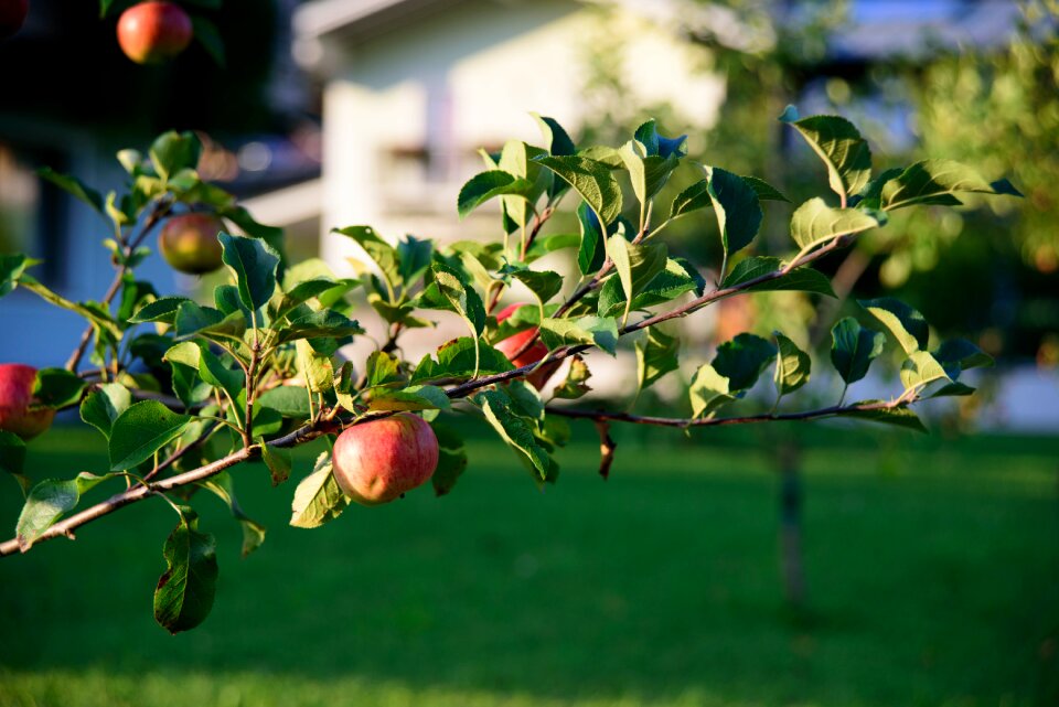 Apple tree red healthy
