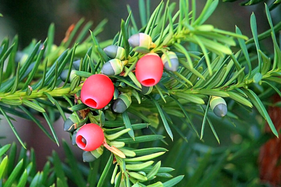 Conifer needle branch european yew