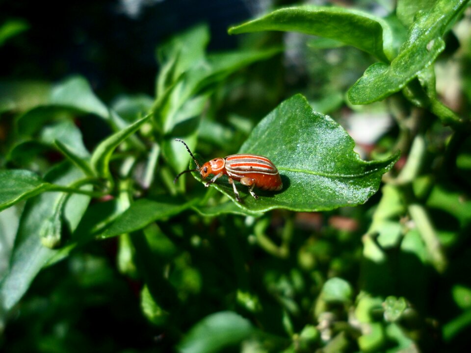 Animal beetle small