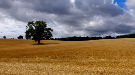 Summer field nature